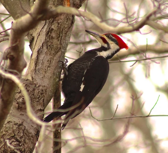 Pileated Woodpecker photographed by William R. Beebe