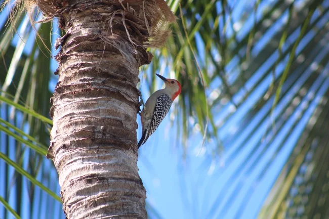 Red-bellied Woodpecker photographed by William R. Beebe