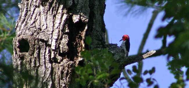 Redheaded Woodpecker photographed by William R. Beebe