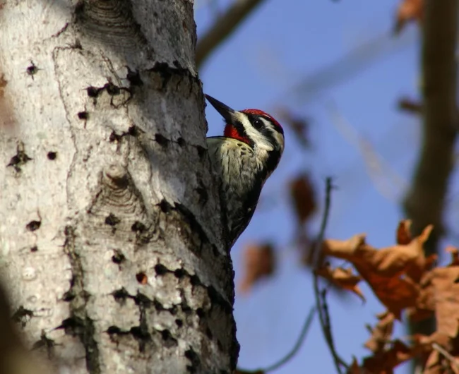 Yellow-bellied Sapsucker photographed by William R. Beebe