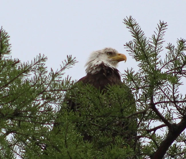 A watchful eye!