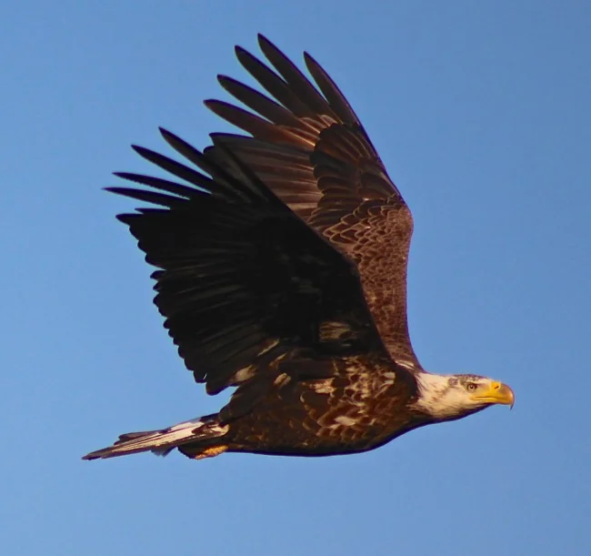 Air Superiority!