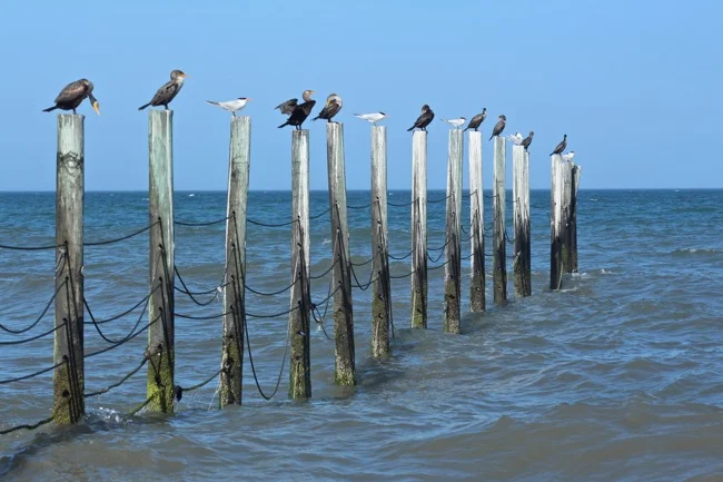 Corolla Beach Pilings with Feathered Friends!