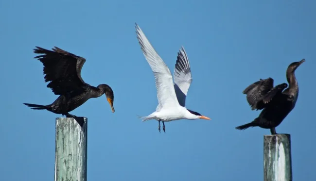 A Royal Tern between two Cormorants!