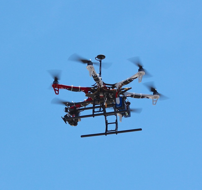 The Drone! Photographed by William R. Beebe