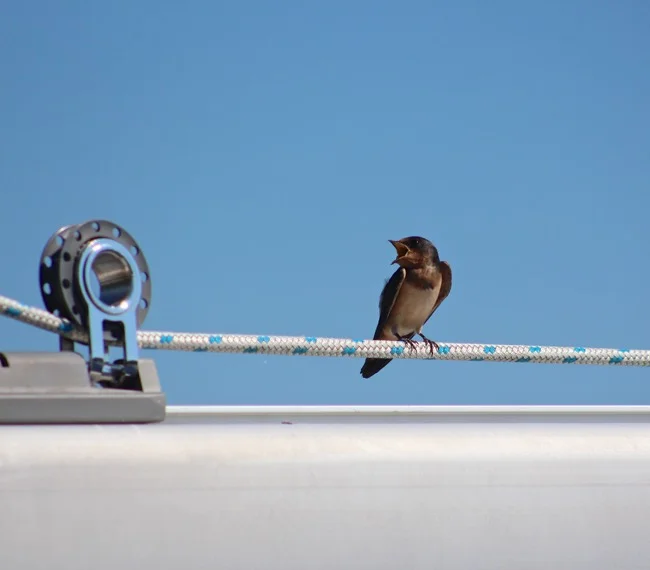 Barn Swallow chirping out orders!