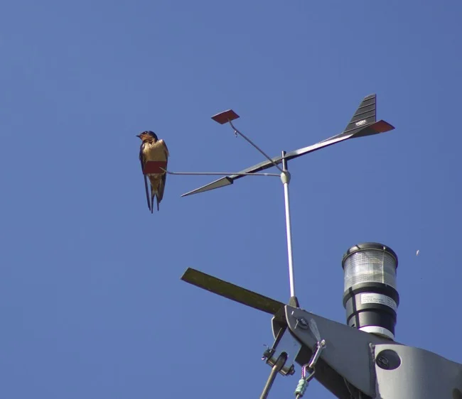Barn Swallow watching the winds!