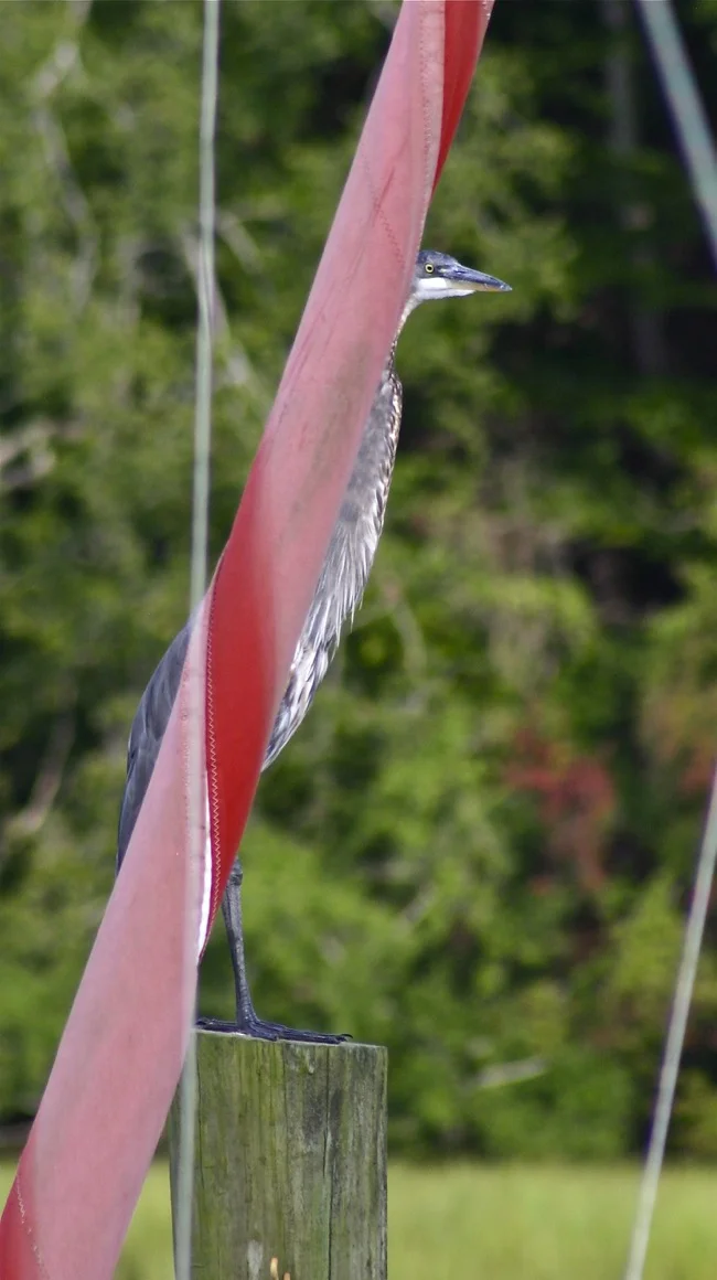 Heron hiding behind the jib!