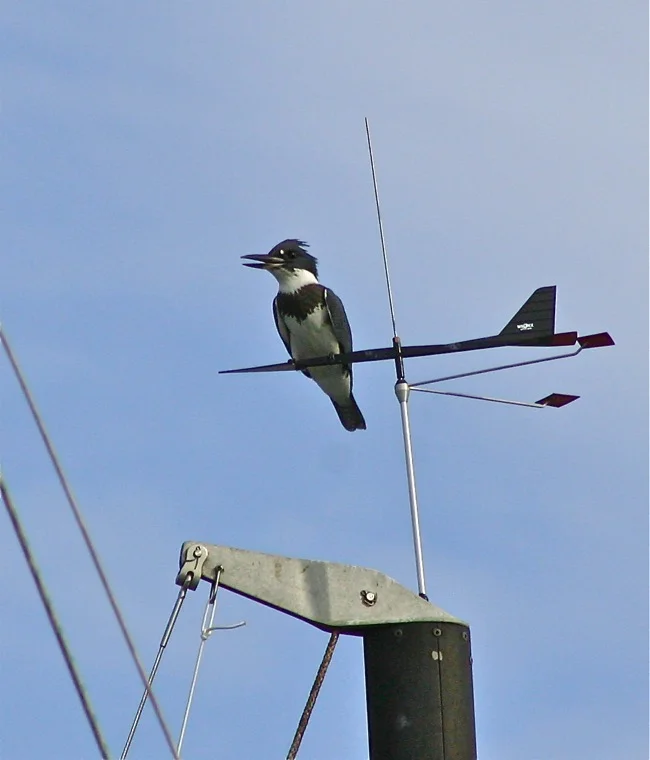 The Kingfisher Weatherbird!