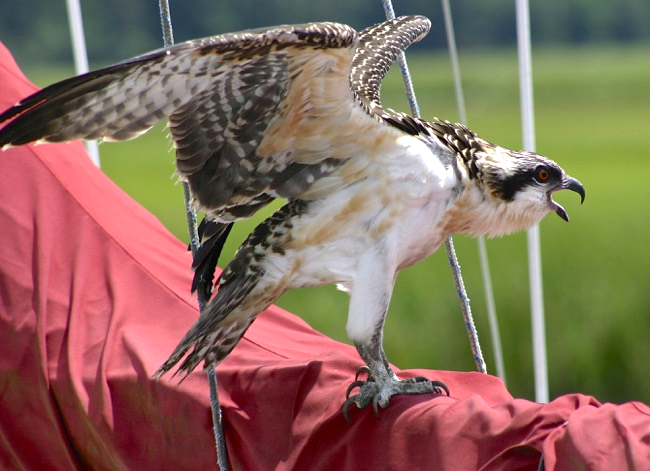 Juvenile Osprey putting a few holes in the mainsail!