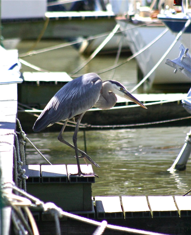 Walking the plank!