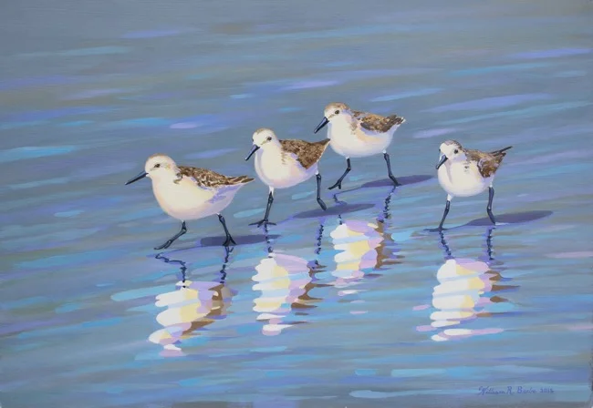 Sanderling Strut by William R. Beebe, 12 x 18, oil on board, $2400
