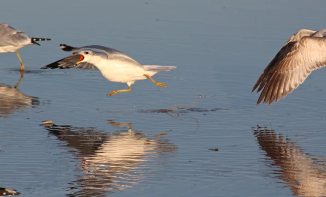 On the Run, photo by William R. Beebe