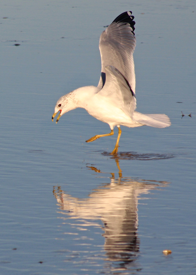 Narcissistic Gull, photo by William R. Beebe