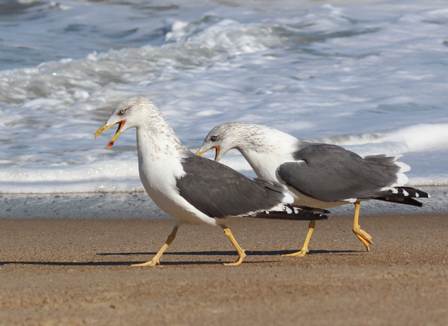 Walk and Talk, photo by William R. Beebe
