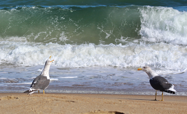 Howling at the Breakers, photo by William R. Beebe