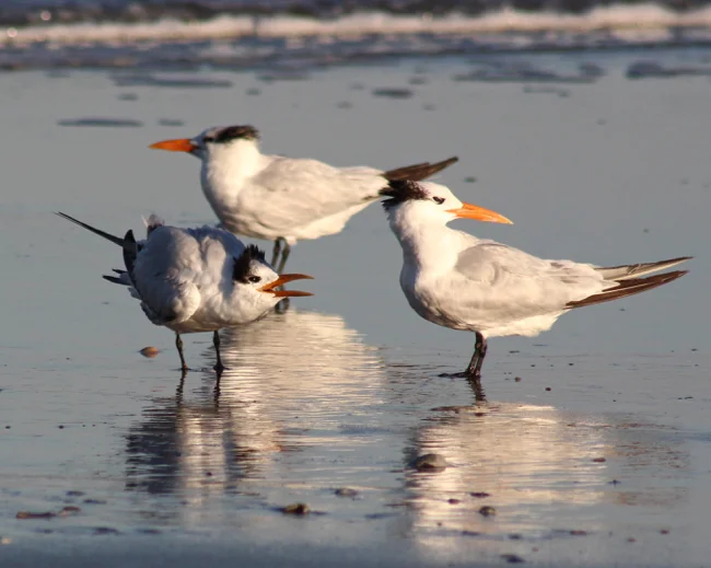 I'm not Listening, photo by William R. Beebe