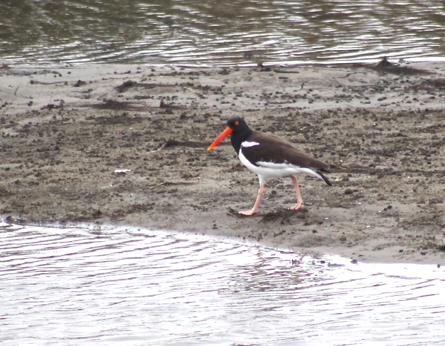 American Oystercatcher from the Pitt Street Bridge Charleston SC Photo by William R. Beebe