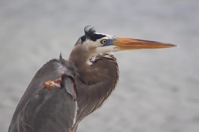 Photograph by William R. Beebe