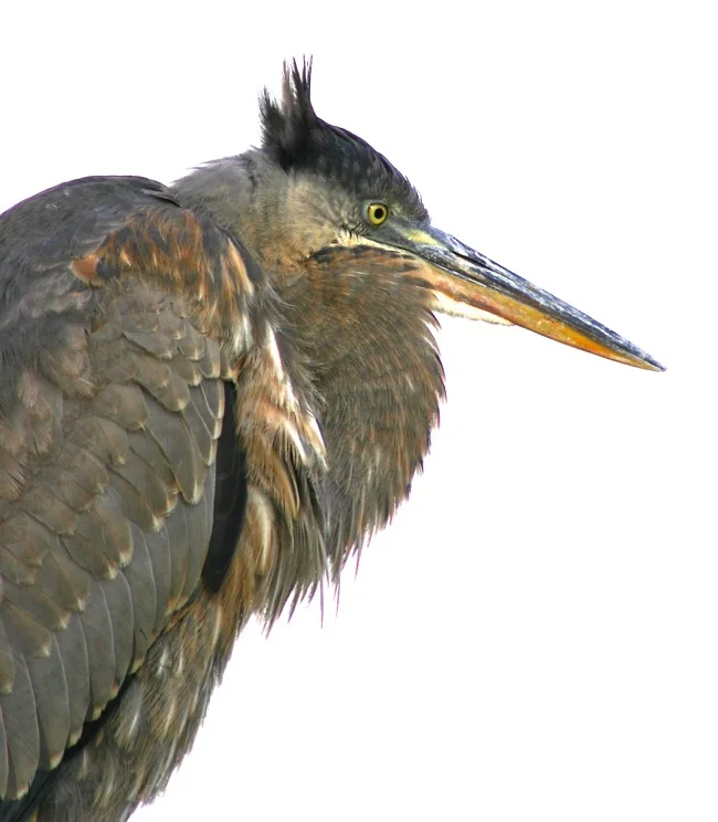 Photograph by William R. Beebe