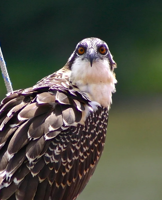 Photograph by William R. Beebe