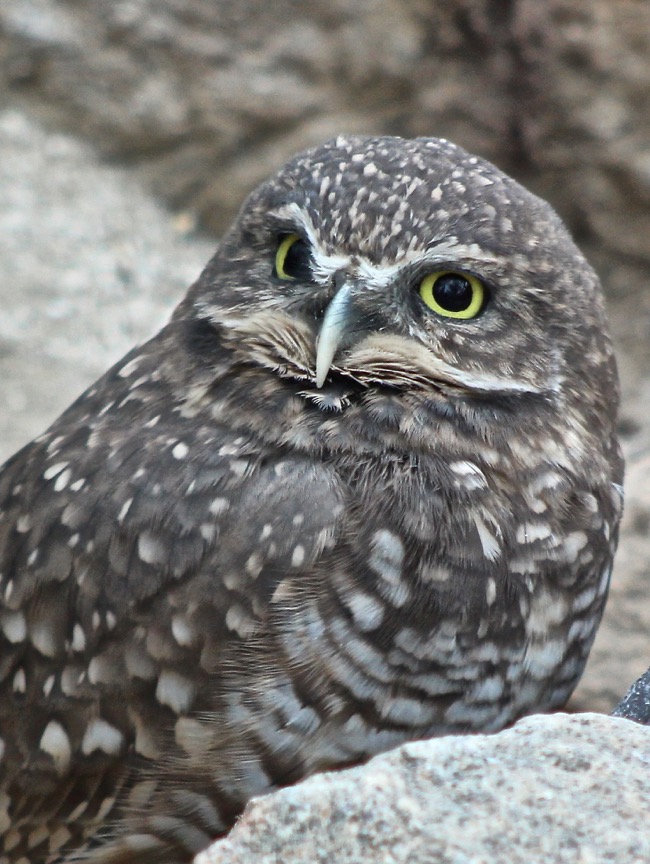 Photograph by William R. Beebe