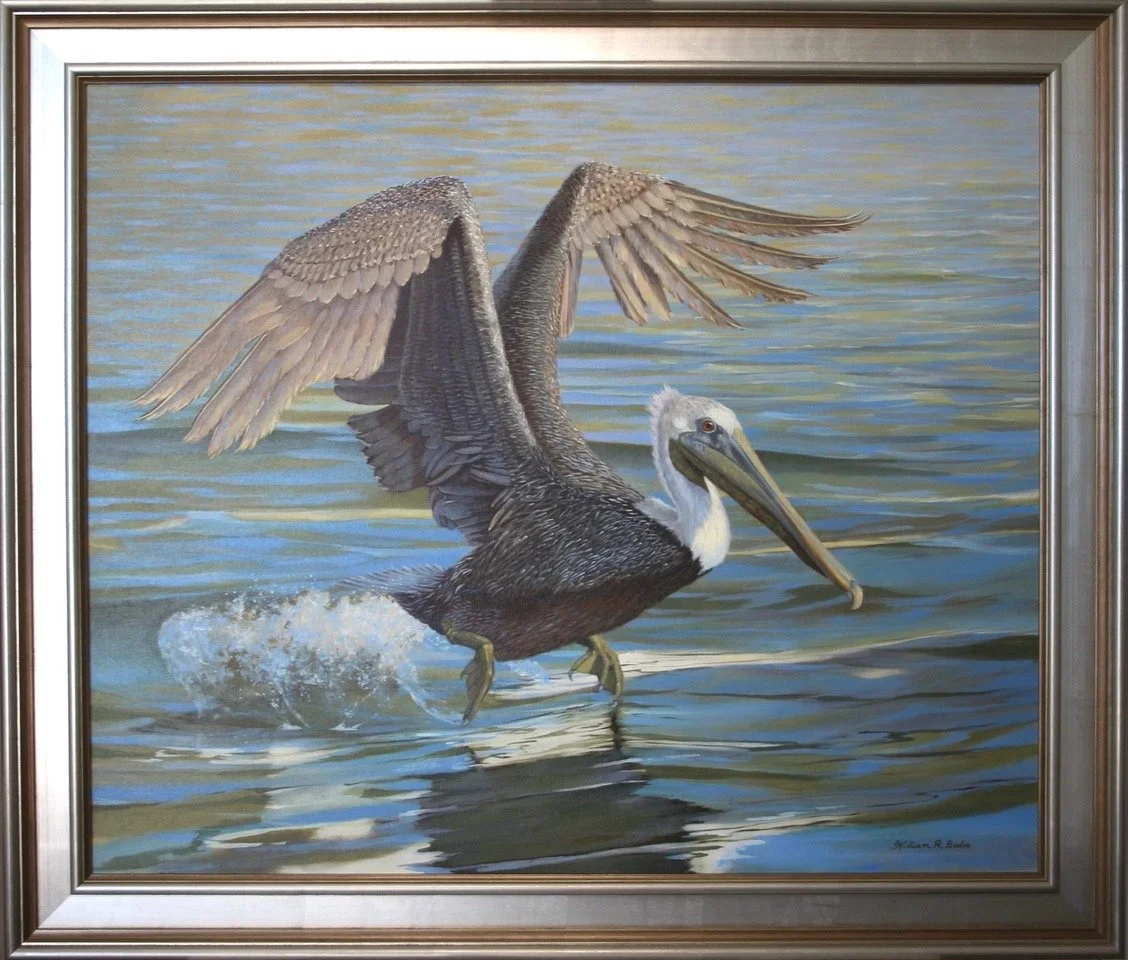 Brown-Pelicans-Gifted-Wings-By-William-R-Beebe.jpeg