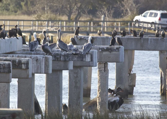 Remnants of the old Pitt Street bridge