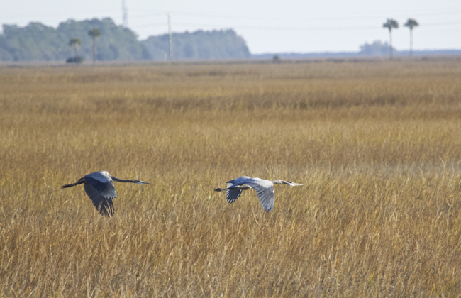 Two Great Blue Herons on the chase!