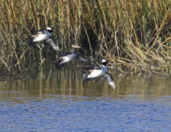 Three Mergansers wing to wing.