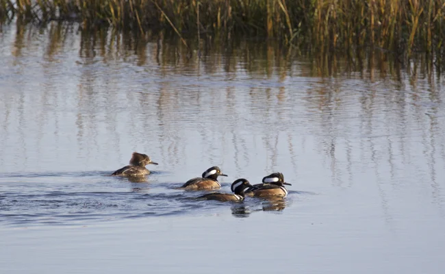 Mergansers cruising on the wetlands!