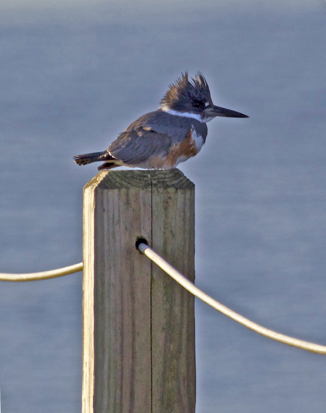Kingfisher!