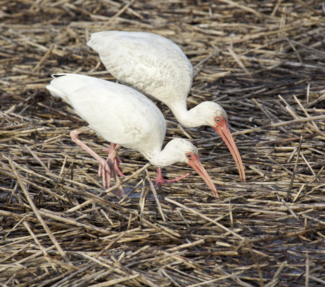 White Ibis at feeding time!