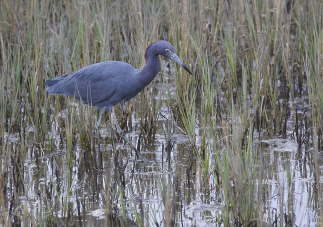 A hungry Little Blue Heron!