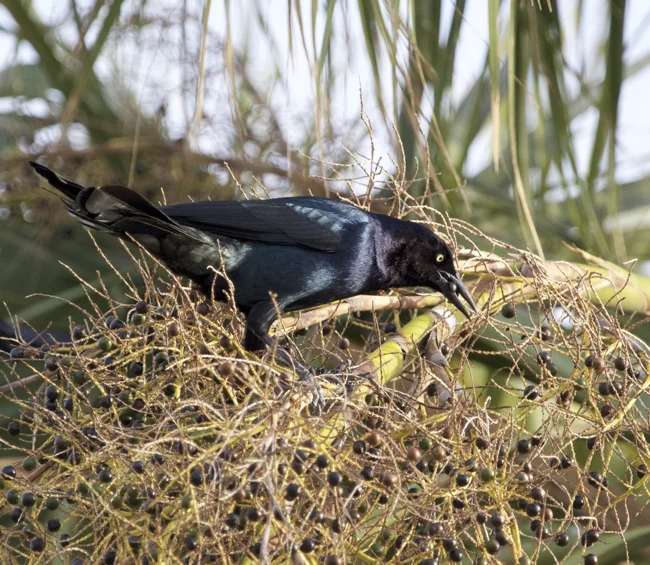 Iridescent Grackle!