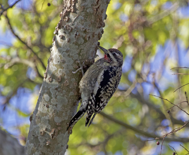 Yellow-bellied Sapsucker!