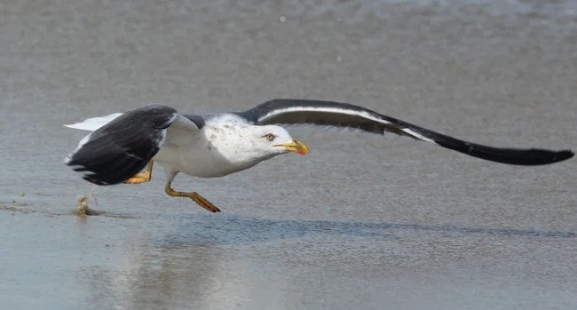 On the Run!