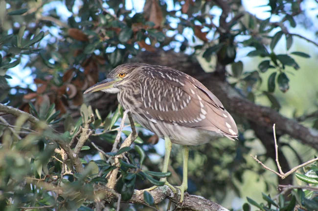 Shy Bird! Photo by William R. Beebe