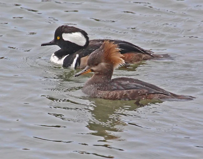 william-r-beebe-hooded-mergansers5.jpg