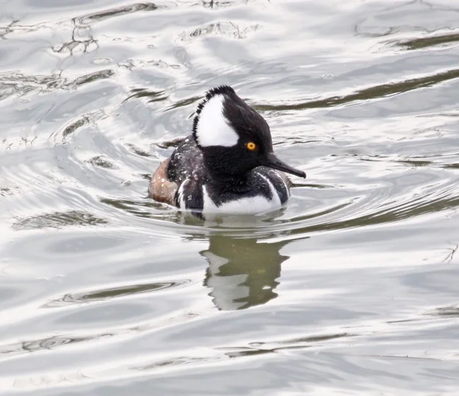 william-r-beebe-hooded-mergansers7.jpg