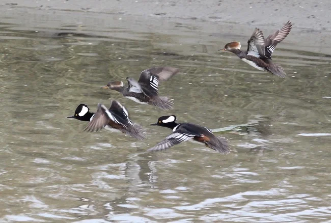 william-r-beebe-hooded-mergansers10.jpg