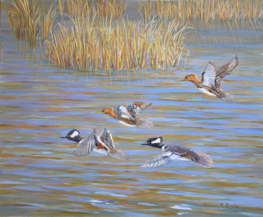 Pitt Street Mergansers by artist William R. Beebe