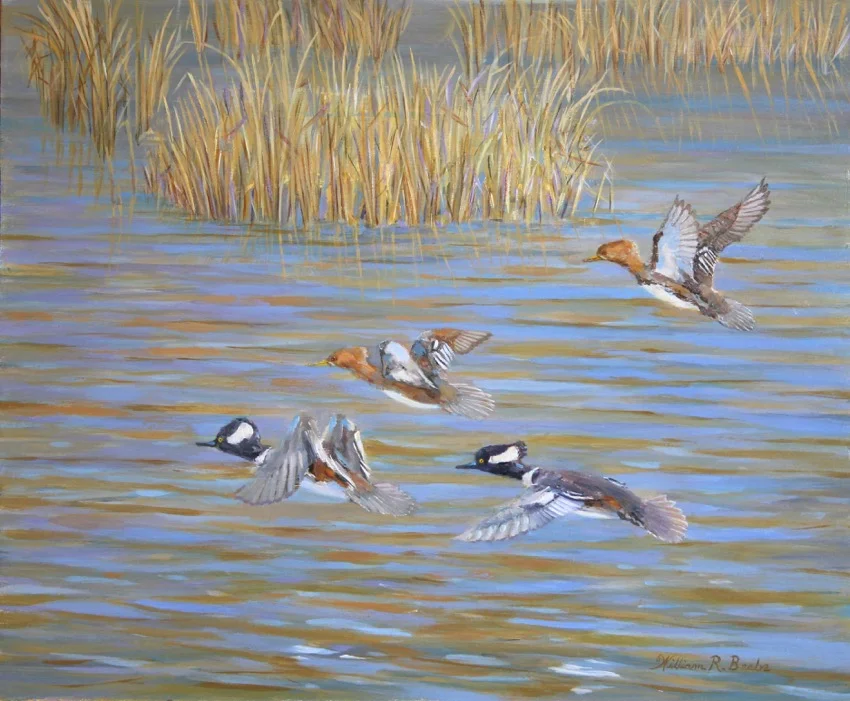 Pitt Street Mergansers