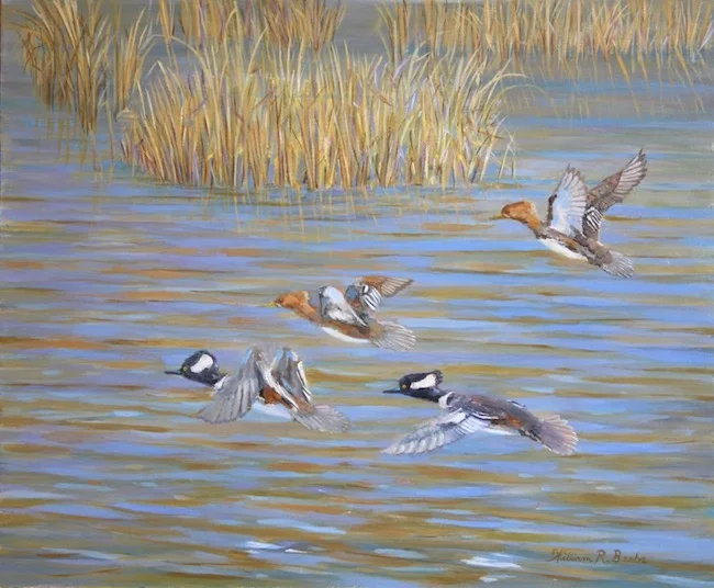 Pitt Street Mergansers by William R. Beebe, 12 x 14, oil on board, $850 (unframed)