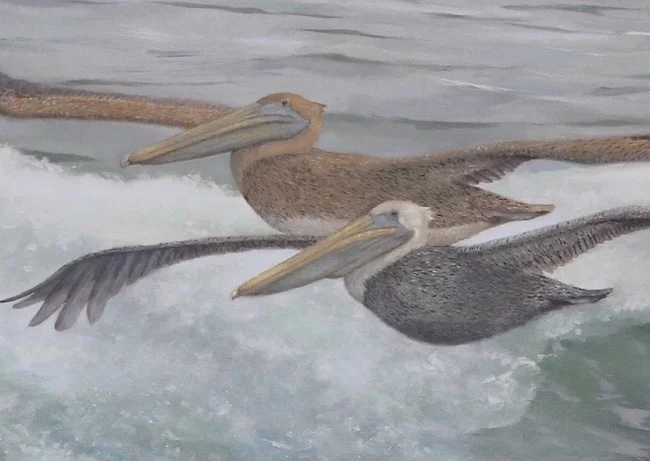 The Mentor by William R. Beebe, Pelican detail