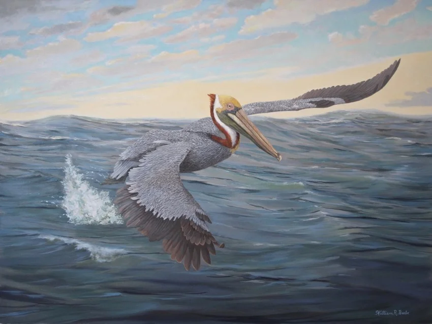 Pelican Power