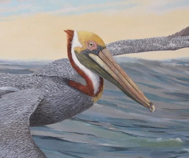 Pelican Power by William R. Beebe, head detail shot