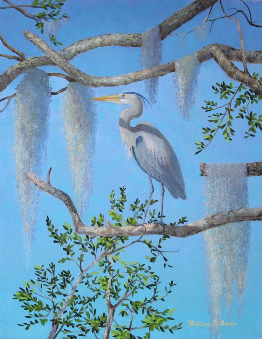 Lowcountry Heron