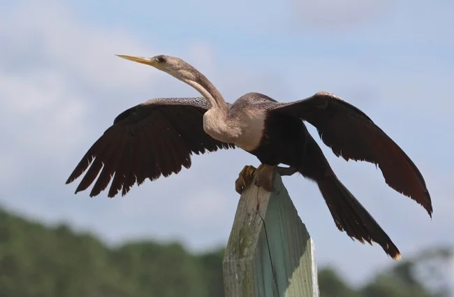 Anhinga getting ready to take off after drying its wings.