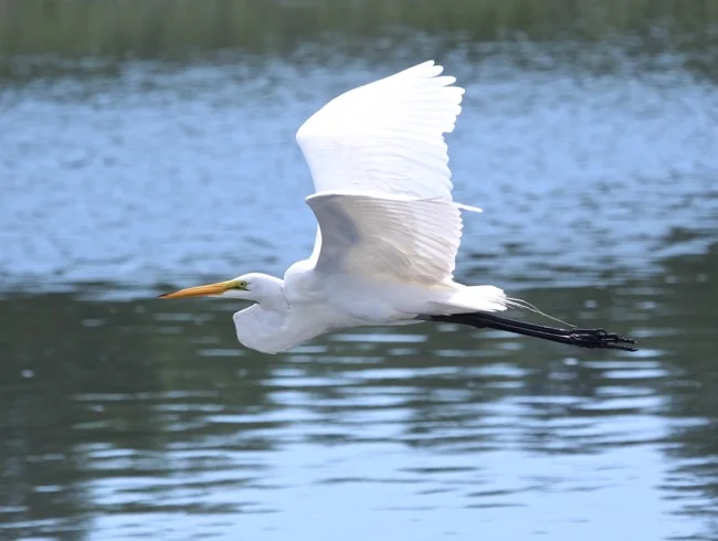 Great White Egret